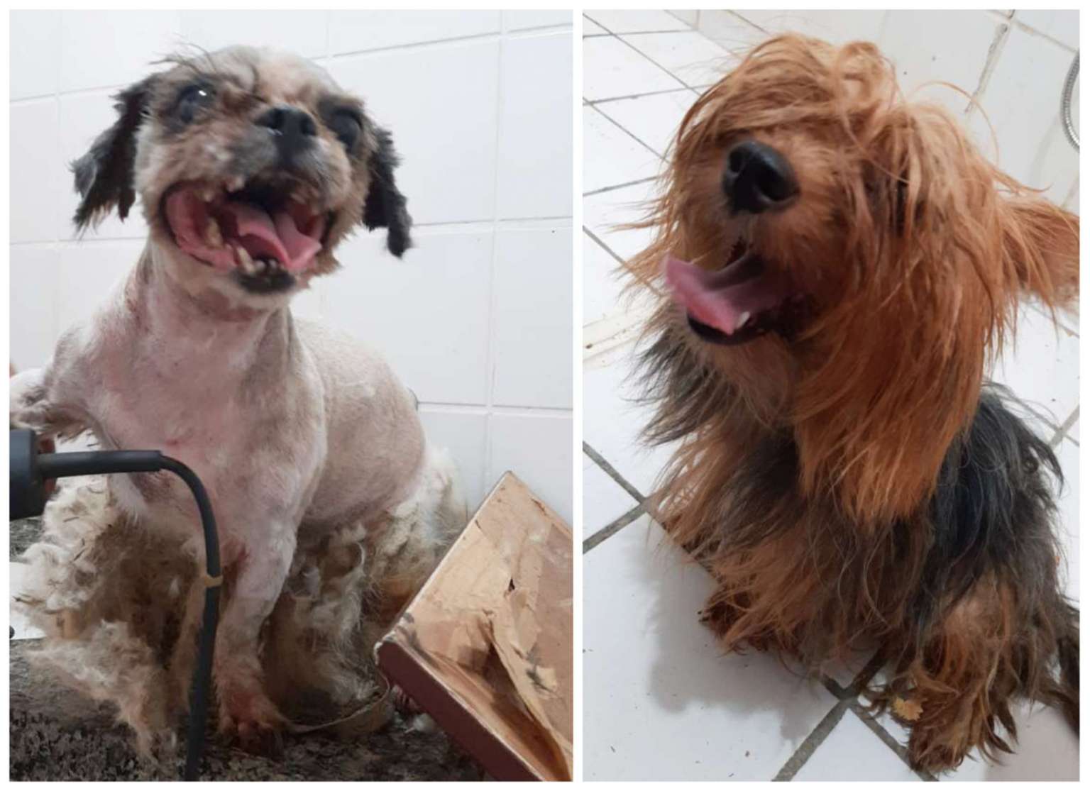 Tutora de dois cachorros suspeita de maus-tratos é presa em flagrante pelas Forças de Segurança em Fortaleza