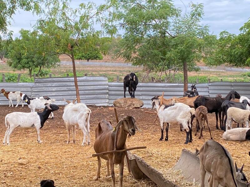 Detran-CE mantém 1,5 mil animais recolhidos nas estradas em fazenda