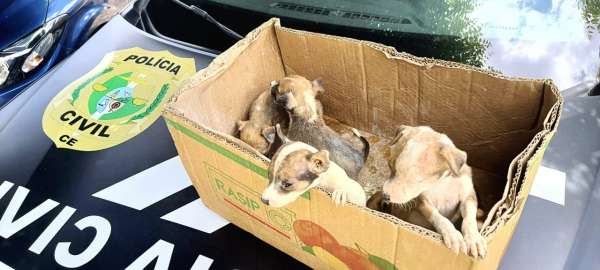 Filhotes de cachorros abandonados em Baturité são resgatados pela Polícia Civil