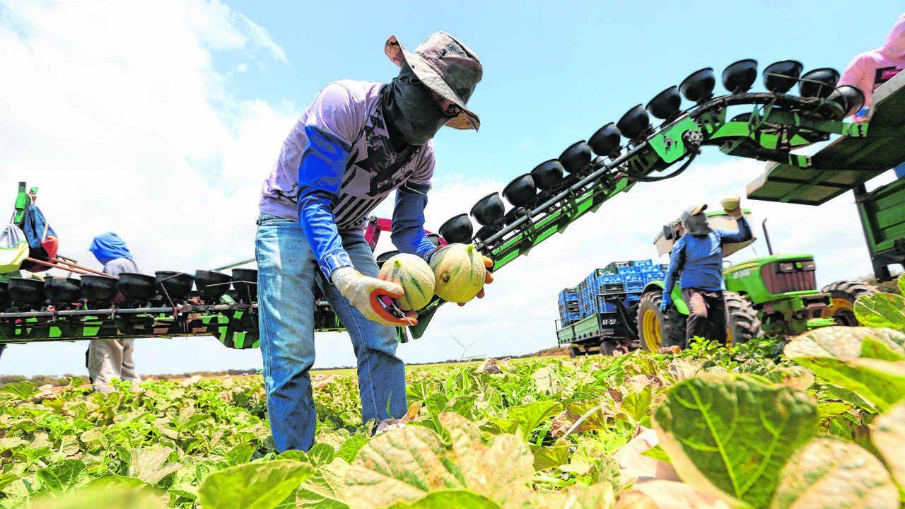 Crise dos fertilizantes deve prejudicar safra cearense de frutas e hortaliças; entenda impactos