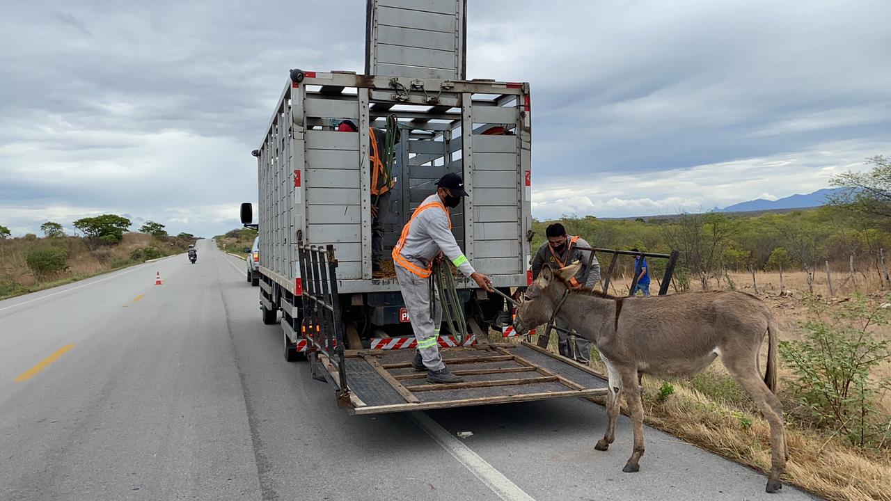 Número de animais recolhidos pelo Detran-CE nas CEs reduz quase 30% no primeiro trimestre