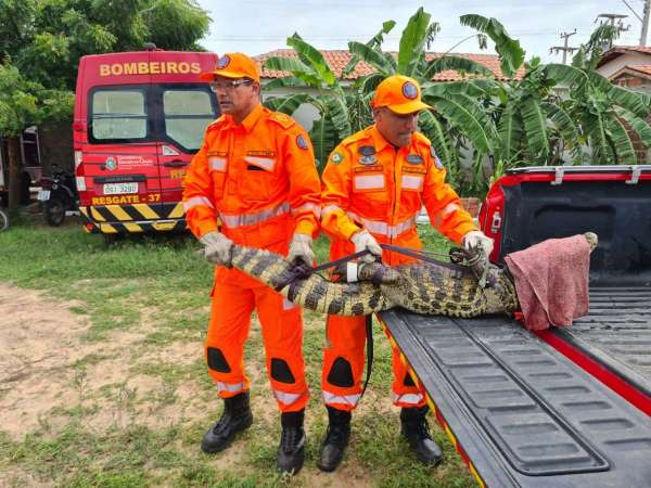 Corpo de Bombeiros resgatou 858 animais em março deste ano