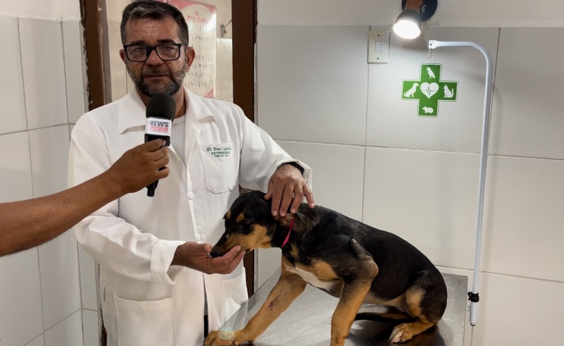 Vídeo: Clínica acolhe cadela alvejada por tiro em Juazeiro do Norte