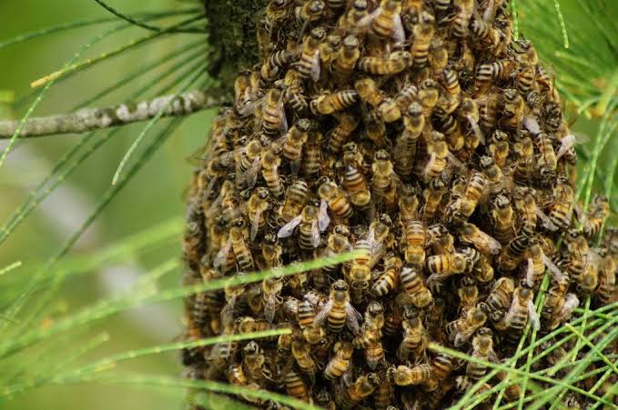 Agricultor morre após sofrer ataque de abelhas em Aurora