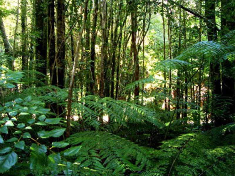 Brasil, Indonésia e Congo unem-se para preservar florestas tropicais