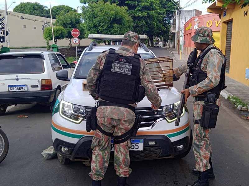 Operação da Polícia Ambiental resgata mais de 40 aves silvestres em Juazeiro do Norte