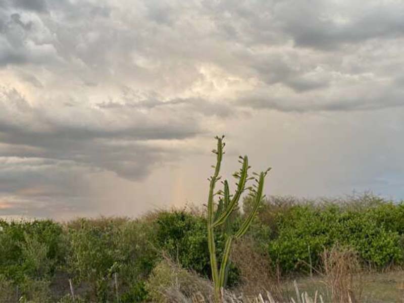 Ceará deve seguir com condições para registros de chuva em todas as macrorregiões até quarta (18)