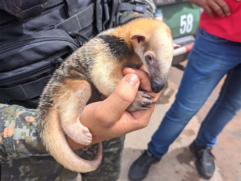 Polícia Ambiental resgata filhote de tamanduá-mirim em Barbalha