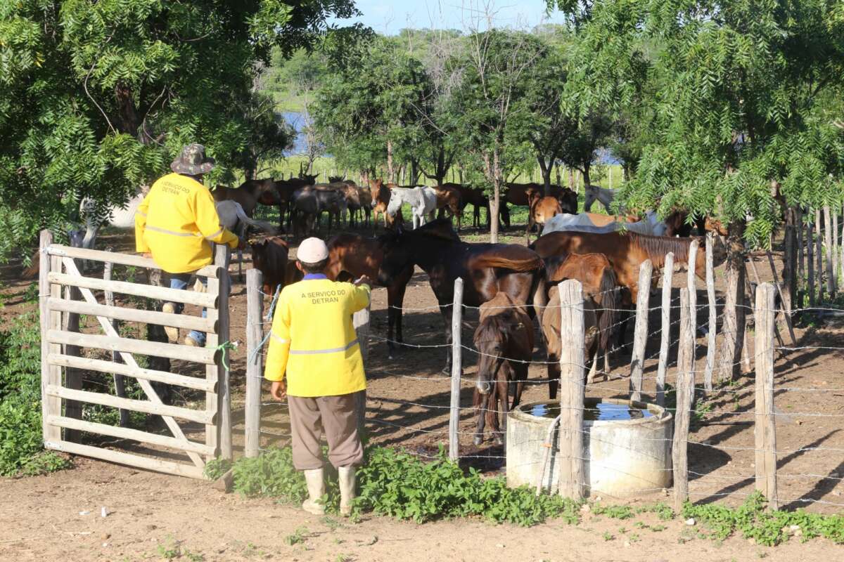 Detran-CE mantém em fazenda mais de 2,6 mil animais resgatados às margens das CEs