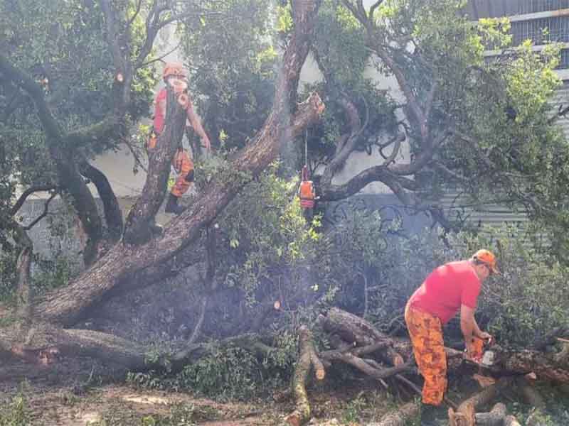 Corpo de Bombeiros do Ceará cortou 513 árvores em perigo em 2023