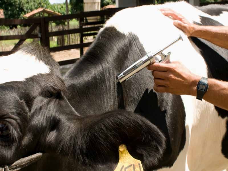 Campanha de vacinação contra Febre Aftosa termina hoje