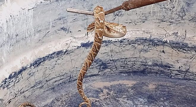 Altaneira: Três cobras jararacas são encontradas em quintal de residência