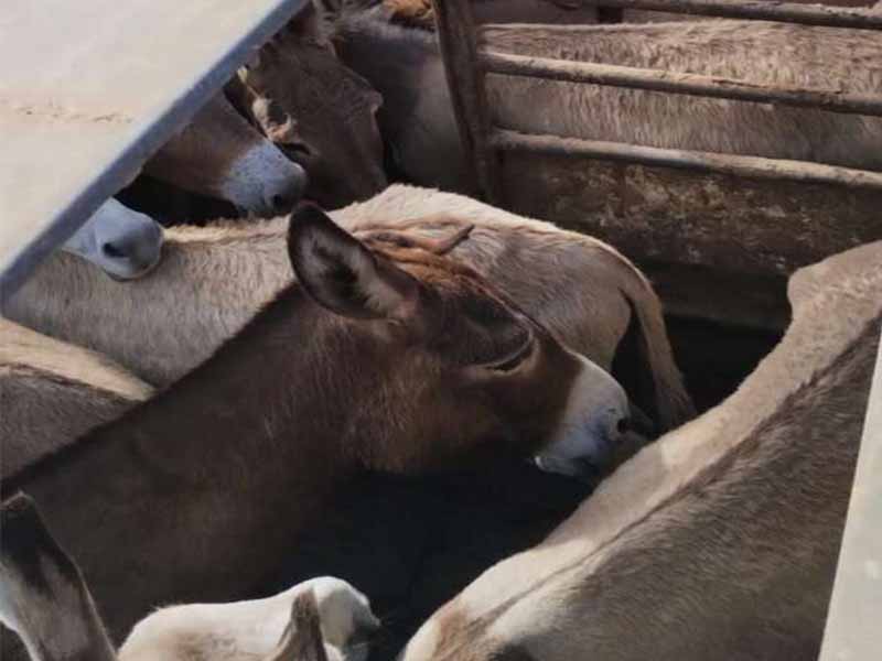 PMCE resgata 81 jumentos em situação de maus-tratos na cidade de Jaguaribe