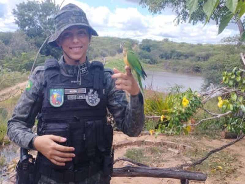 Cobras e aves resgatadas em Potengi são devolvidas à natureza pela Polícia Ambiental