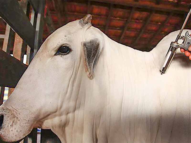 Campanha de vacinação contra febre aftosa é prorrogada