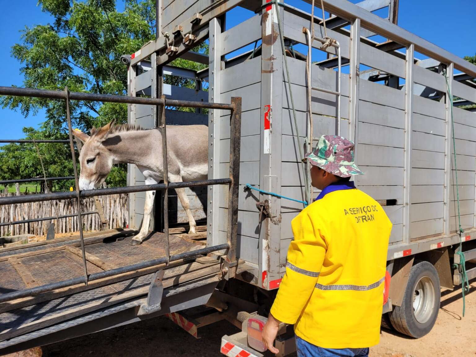 Detran-CE recolhe mais de 1,5 mil animais nas rodovias estaduais no 1º semestre de 2023