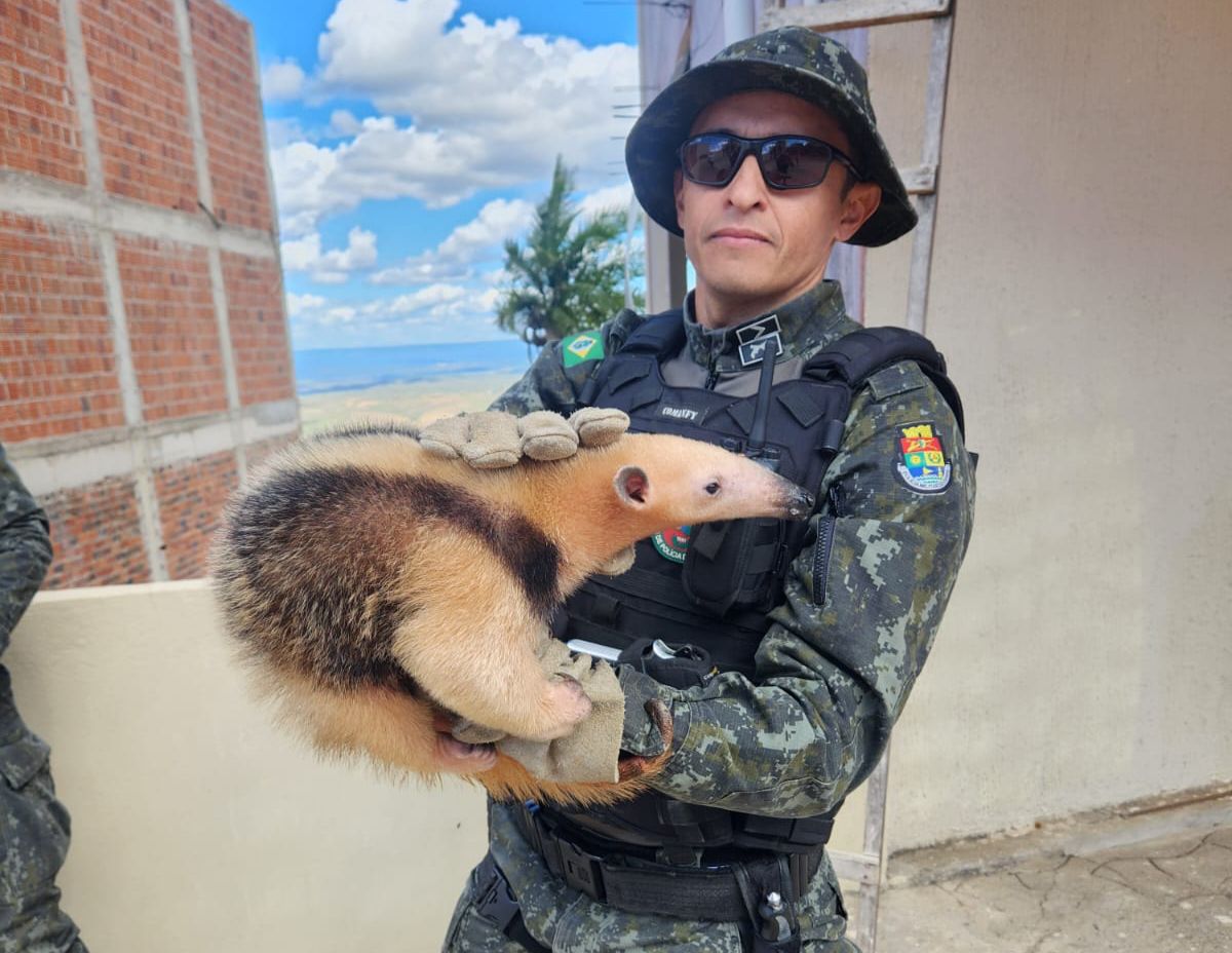 Polícia Ambiental resgata tamanduá-mirim no Centro de Caririaçu