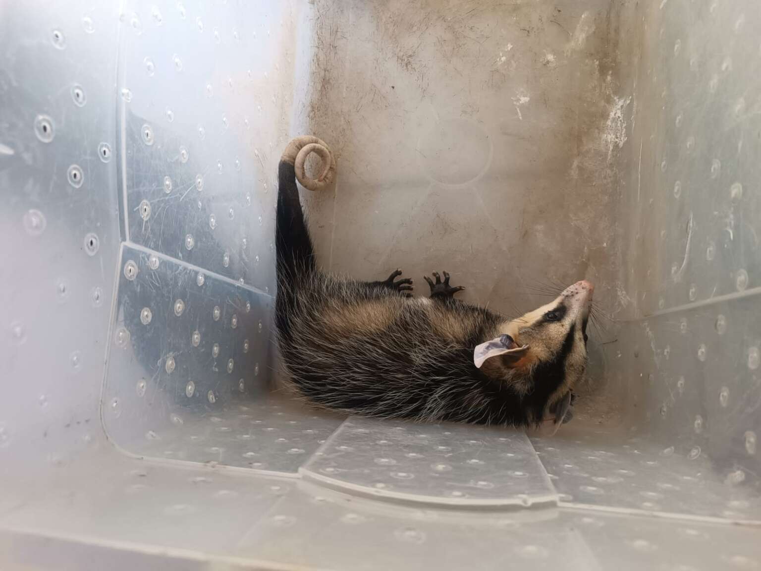 Policia Ambiental resgata seis animais silvestres durante ações em Juazeiro do Norte