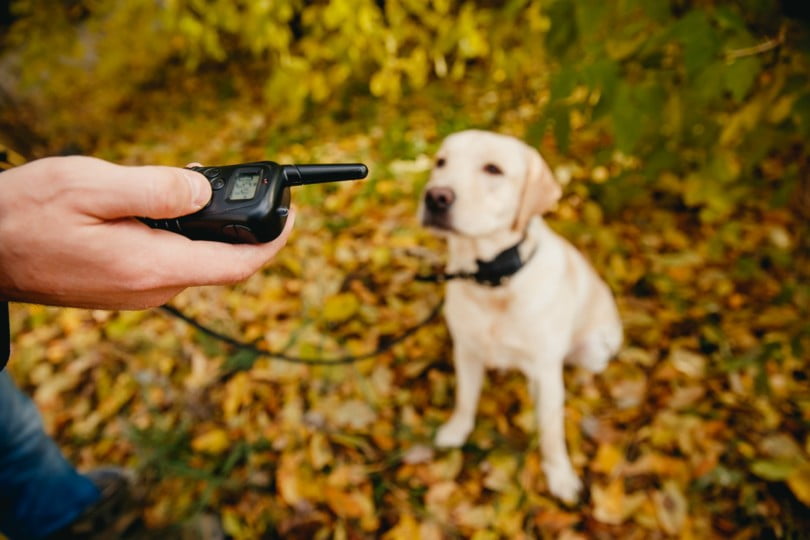 Comissão aprova projeto para tipificar como crime o uso de coleira que provoque sofrimento aos cães