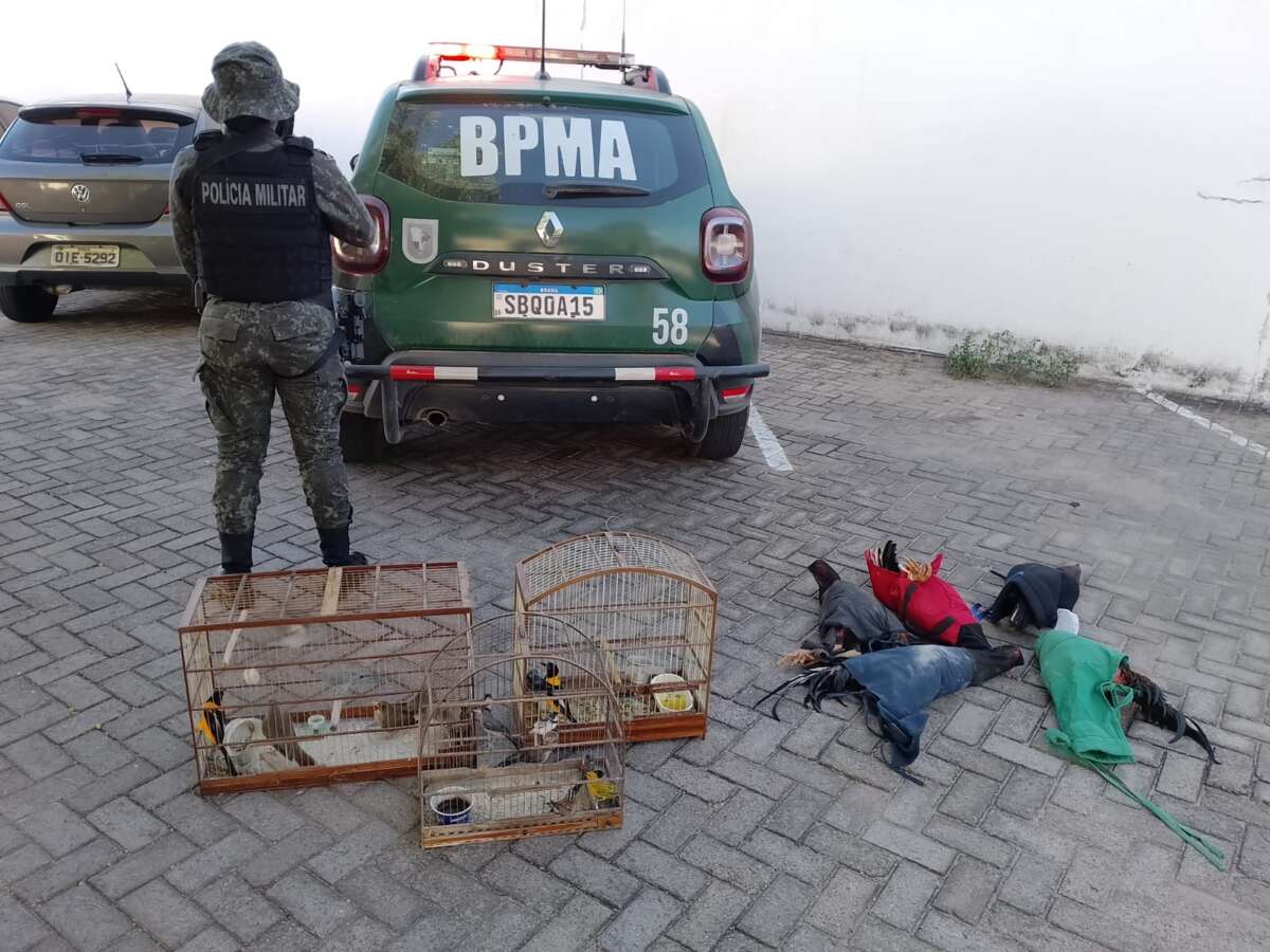 Rinha de galo é desativada e aves recuperadas pela Polícia do Meio Ambiente em Crato