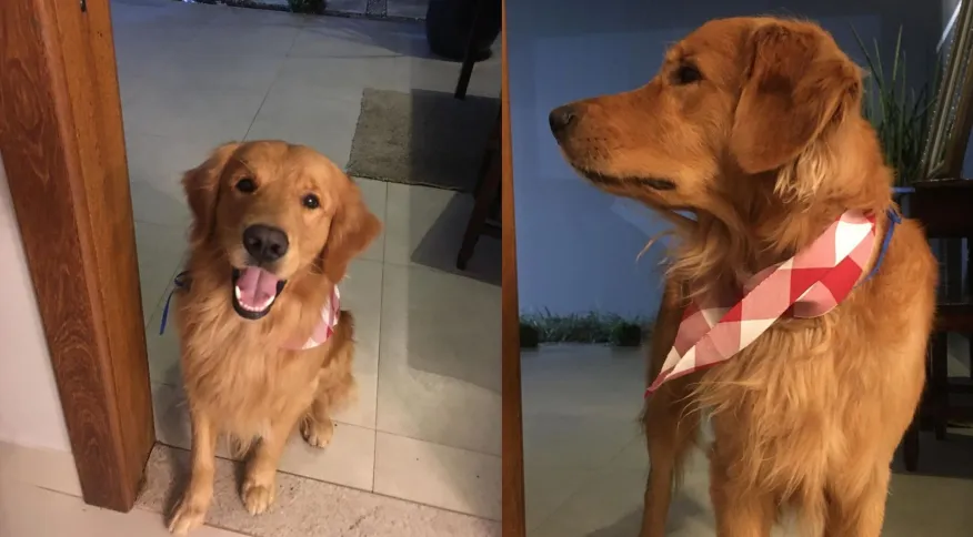 PM é preso após atirar e matar cão da raça Golden Retriever no ES.