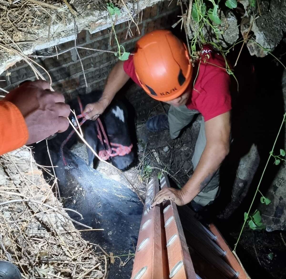 Corpo de Bombeiros resgata vaca de fossa séptica em Quixadá