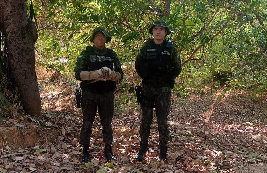 Polícia Ambiental resgata filhote de tamanduá-mirim em Barbalha