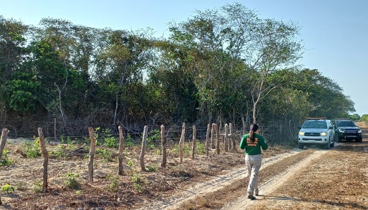 Operação Mata Atlântica resulta em quase R$ 2 milhões de multas por desmatamento ilegal no Ceará.