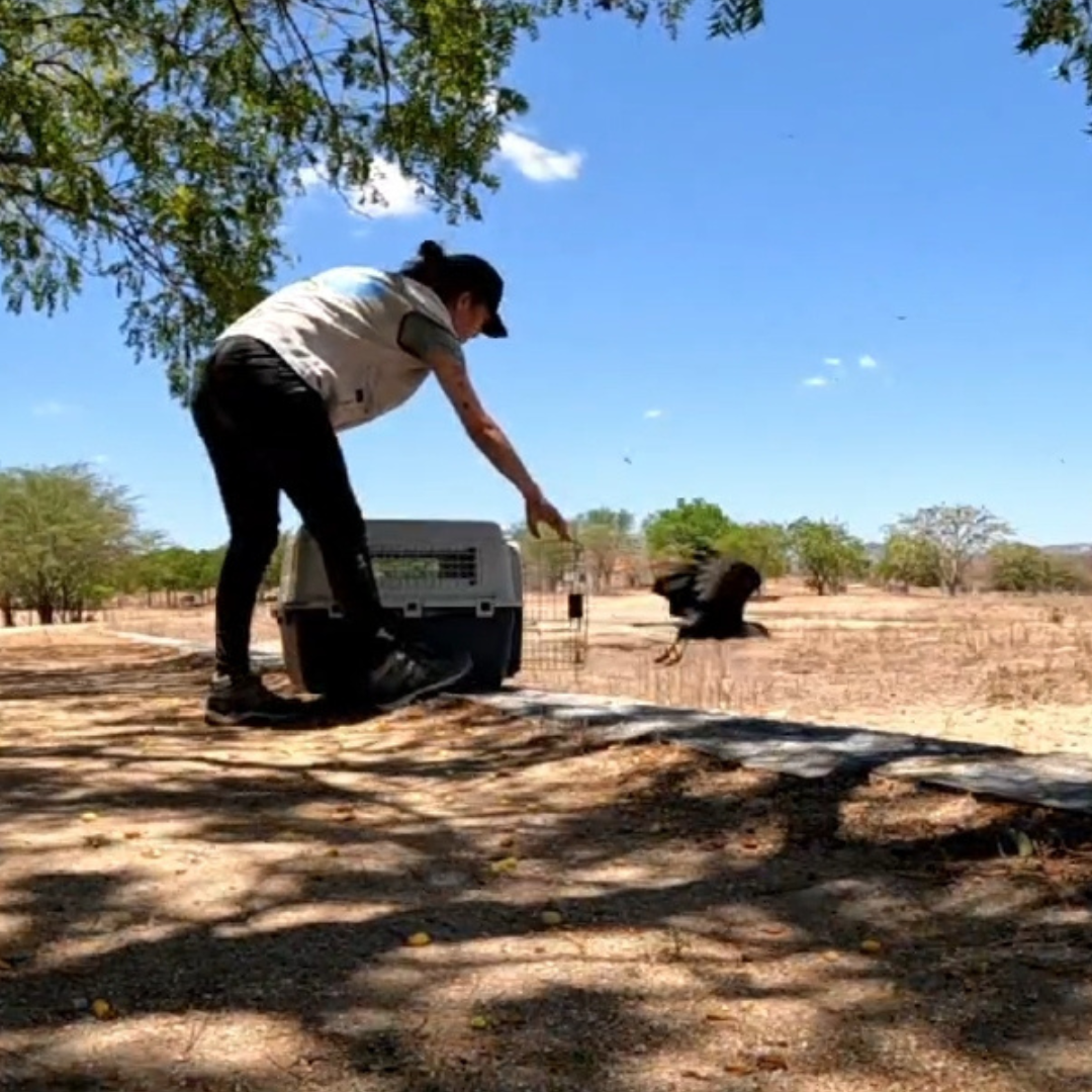 Semace realiza soltura de animais silvestres no Sertão Central