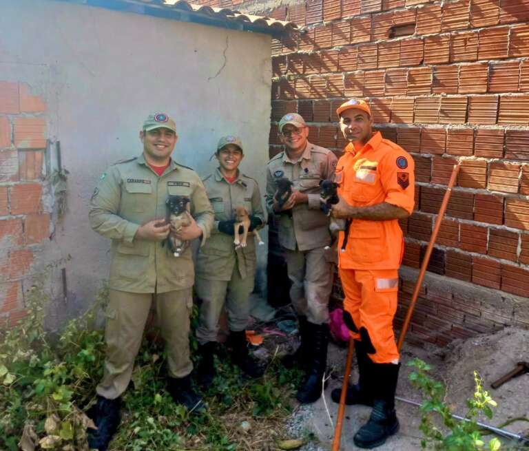 Quatro filhotes de cães são resgatados pelo CBMCE em Quixadá.