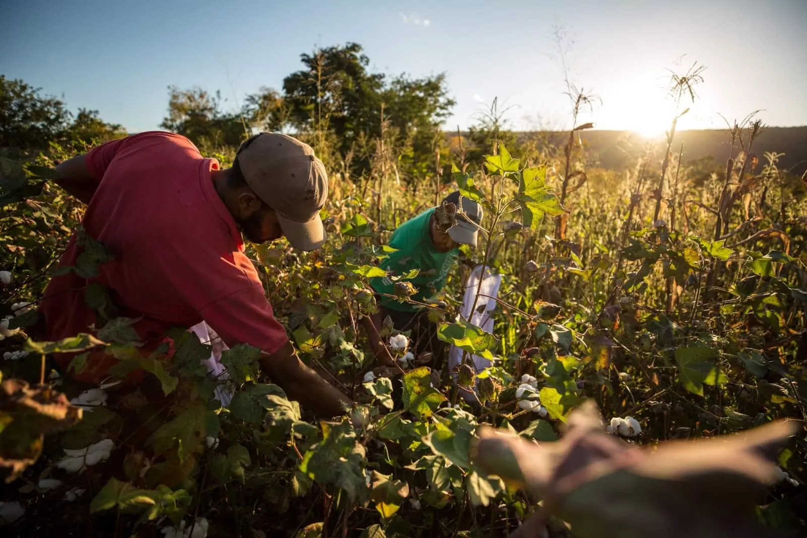 Projeto Sertão Vivo beneficiará 63 mil famílias de agricultores no Ceará