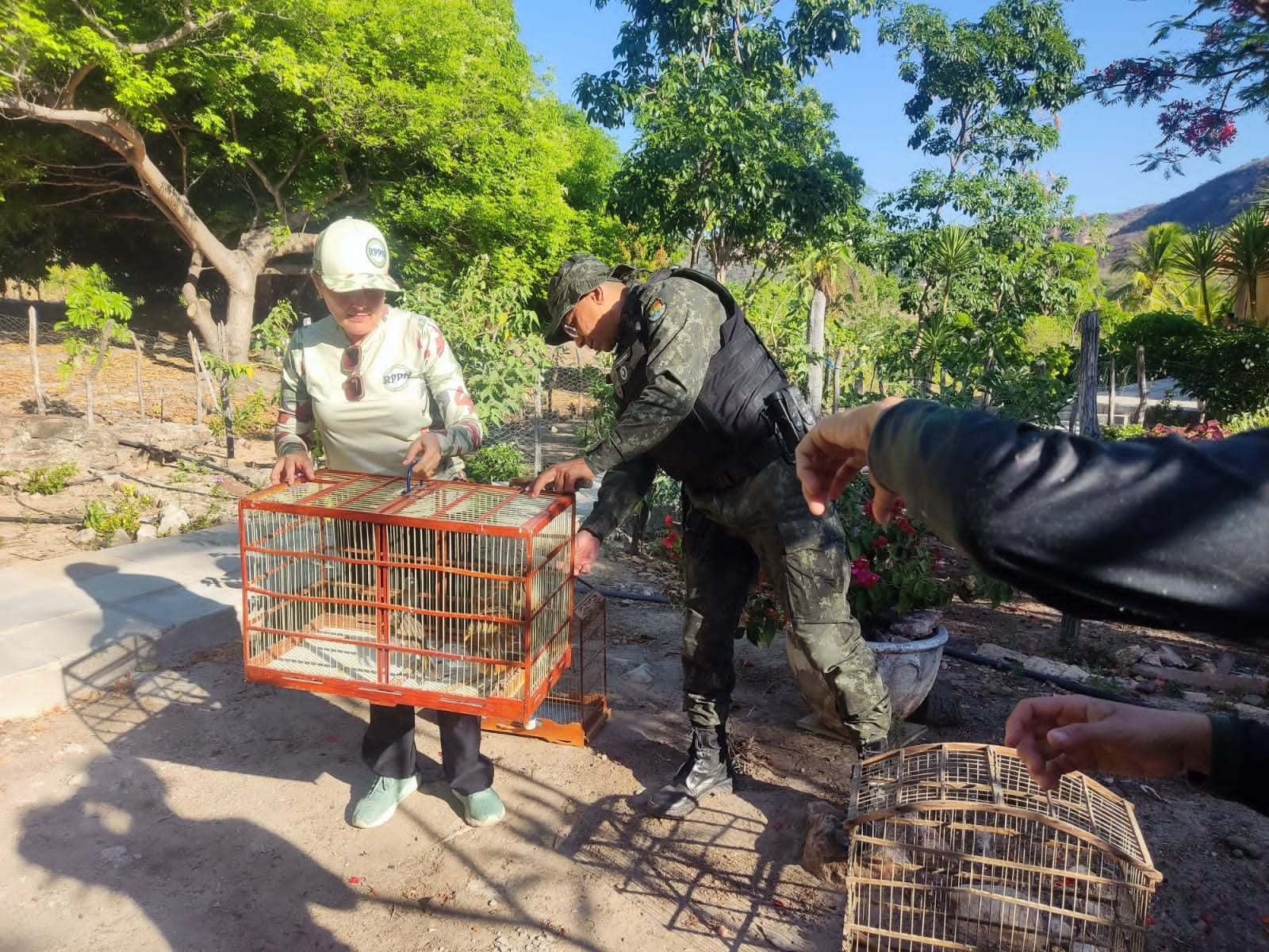 Polícia do Meio Ambiente solta 18 aves silvestres em área rural de Santana do Cariri