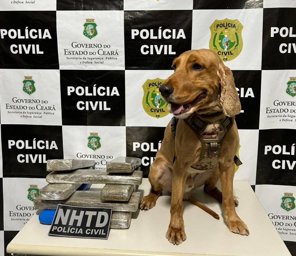 Com ajuda de cão farejador, Polícia Civil realiza prisão em flagrante por tráfico interestadual de drogas em Brejo Santo