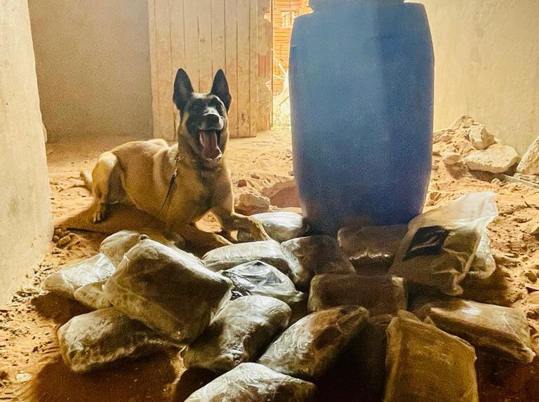 Cão farejador ajuda Polícia em apreensão de maconha dentro de imóvel em Juazeiro do Norte