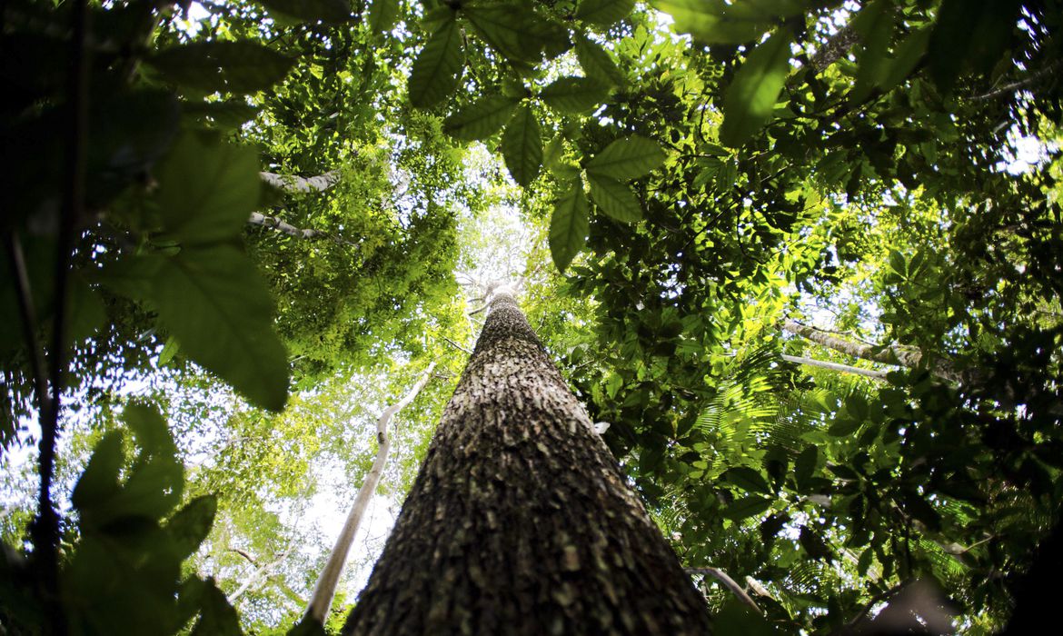 Petrobras e BNDES fazem parceria para restauração na Amazônia