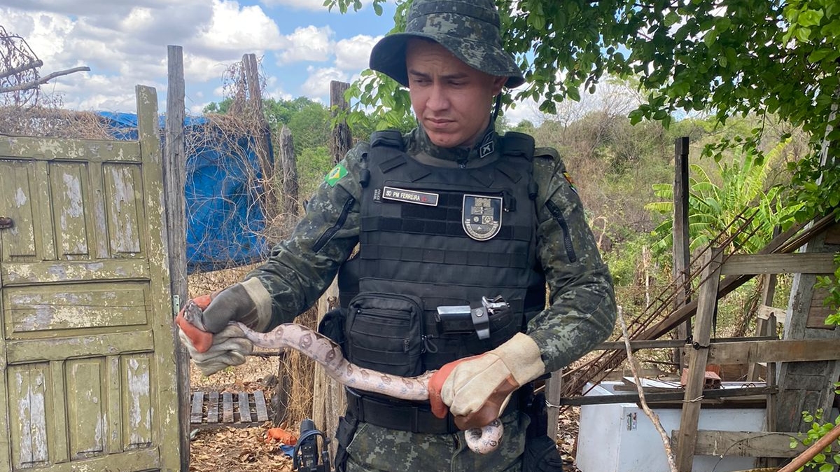 Polícia de Meio Ambiente resgata duas serpentes durante ações em Juazeiro do Norte