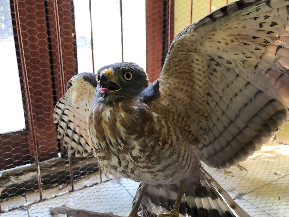 Gavião-carijó e cobra corre-campo são resgatados pela Polícia Ambiental em Juazeiro do Norte e Crato