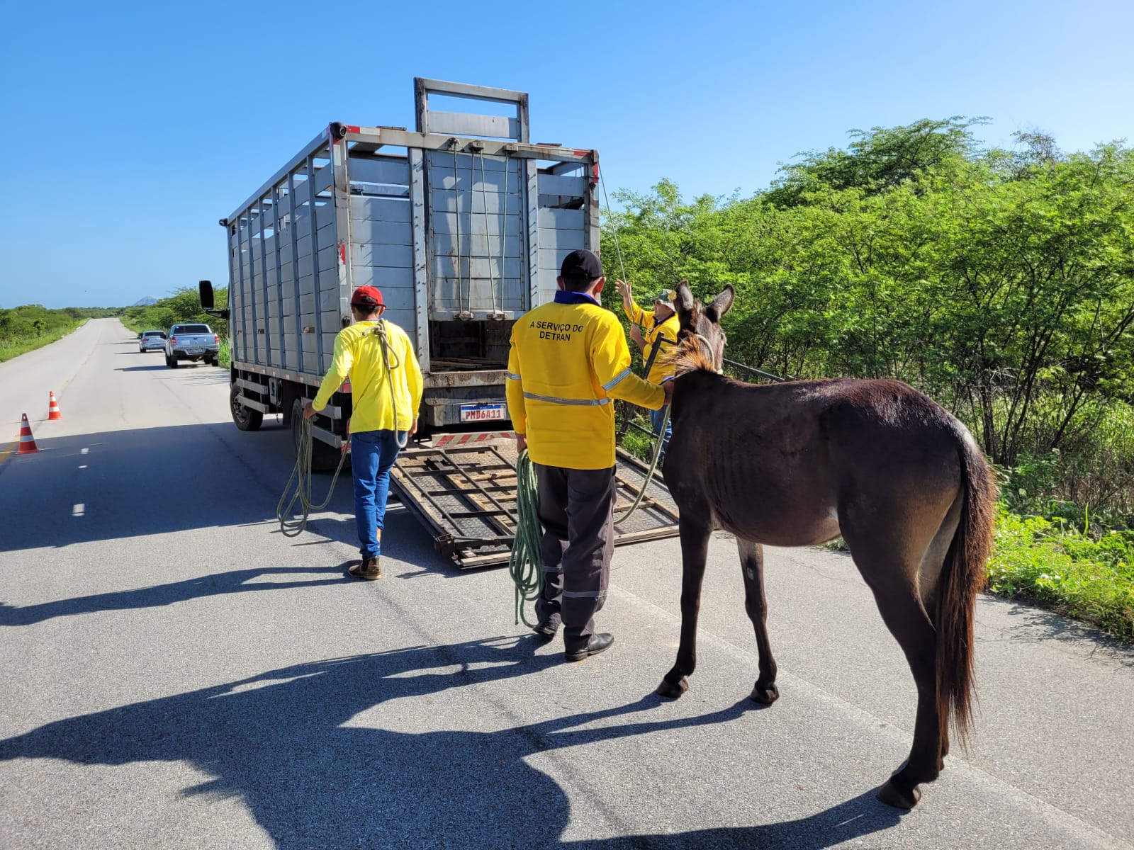 Detran recolhe quase 100 animais abandonados nas CEs durante o Carnaval