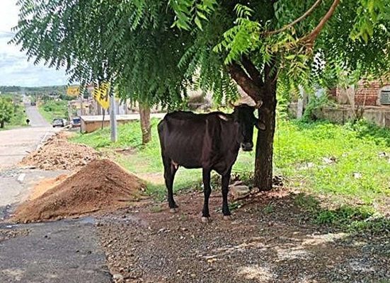 Ministério Público alerta Prefeitura de Cedro e Polícias para impedir animais soltos circulando em vias públicas