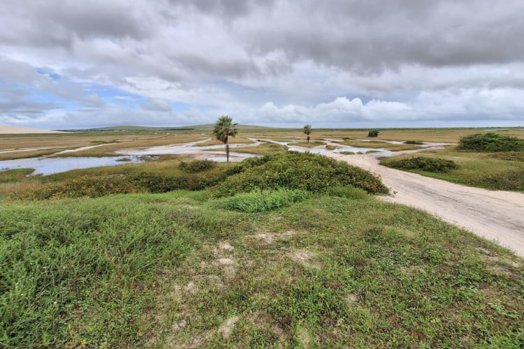 Ceará é o estado que mais degradou vegetação de restinga entre 2022 e 2023