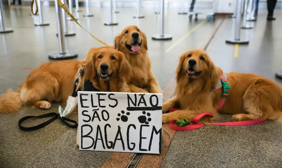 Câmara aprova projeto que obriga aéreas a rastrear transporte de pets