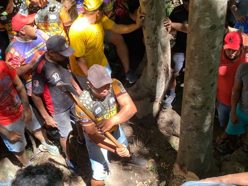 Corte do pau da bandeira agita devotos e anima carregadores para a Festa de Santo Antônio, em Barbalha