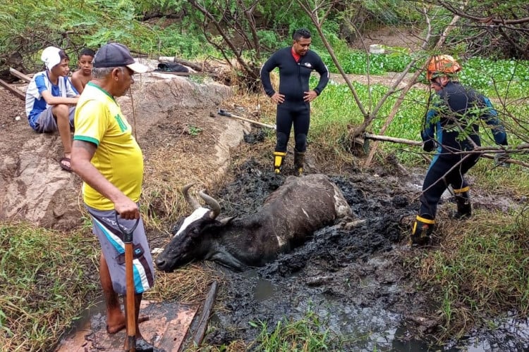 Bombeiros resgatam vaca atolada em Crateús