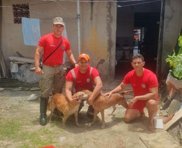 Corpo de Bombeiros do Ceará resgata 5.284 animais nos cinco primeiros meses do ano