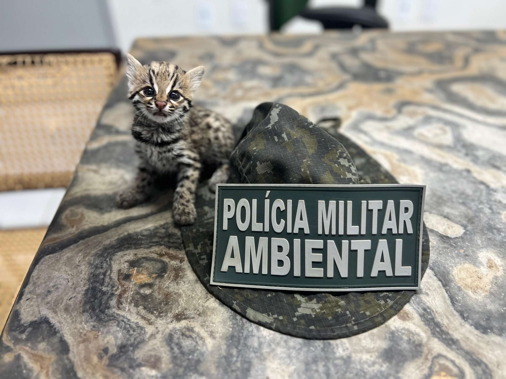 Polícia Ambiental resgata filhote de Gato-do-mato em rodovia no município de Assaré