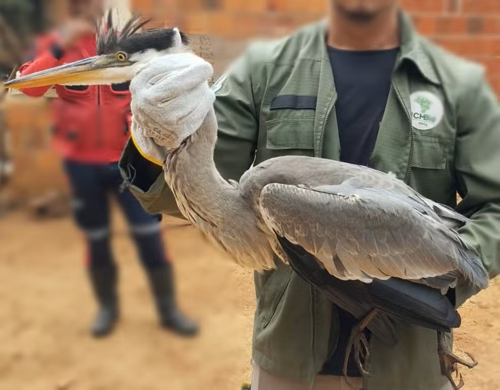 Maior espécie de garça do Brasil é resgatada em casa no município de Viçosa do Ceará