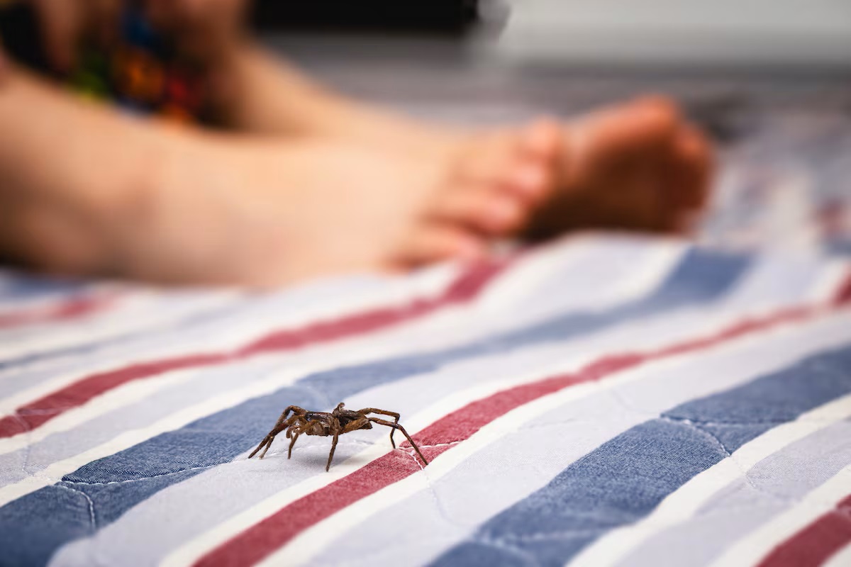 Ceará registra 673 casos de picadas de aranhas nos últimos dois anos