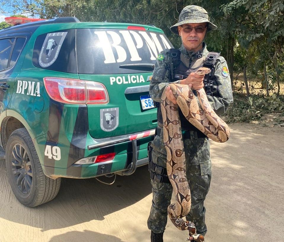 Jiboia é resgatada pela Polícia Ambiental em Juazeiro do Norte