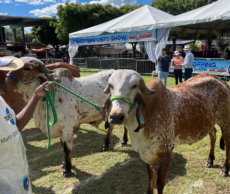 Confira o segundo episódio da série especial sobre a Expocrato: exposição de bovinos e a valorização do agronegócio