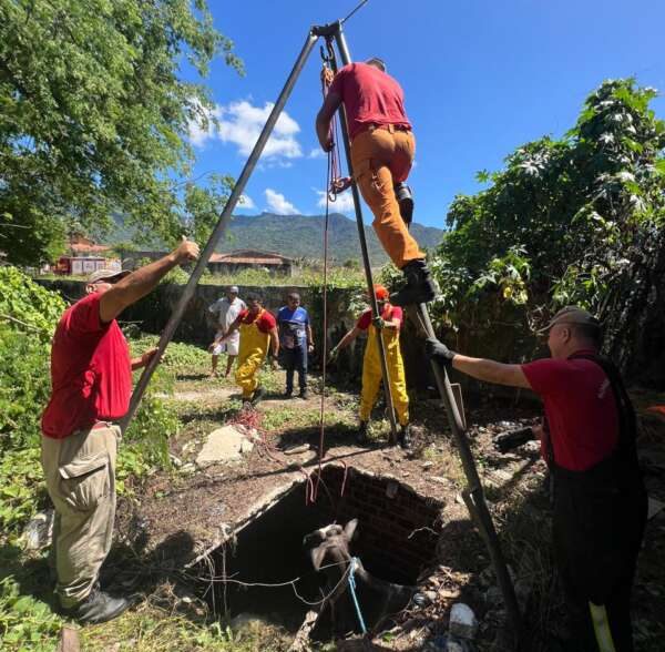 Bombeiros Militares resgatam vaca de fossa séptica em Maranguape